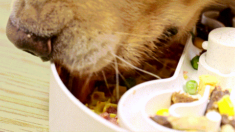Puzzle Feeder™ Lick Bowl - Triple Textures, Triple Fun