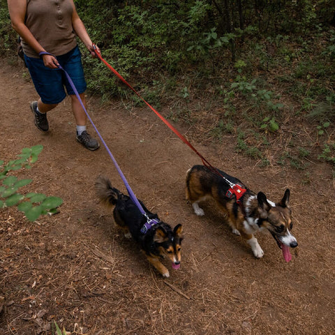 Ruffwear Front Range™ Leash