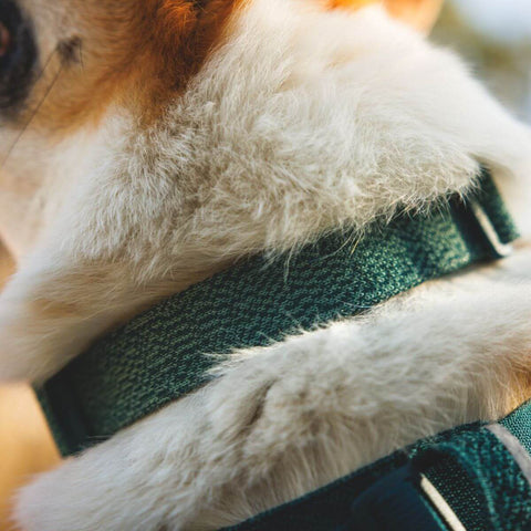 Ruffwear Front Range™ Flex Collar