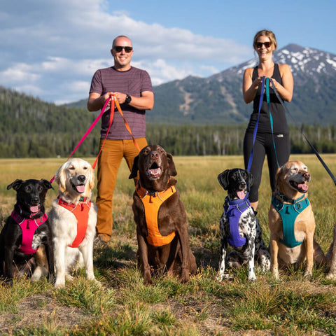 Ruffwear Front Range® Harness