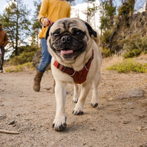 Ruffwear Front Range® Harness