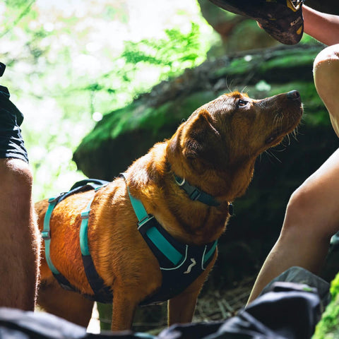 Ruffwear Flagline™ Harness