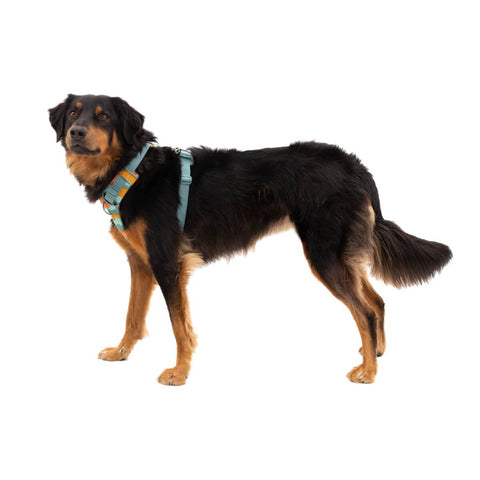 Ruffwear Front Range® Harness
