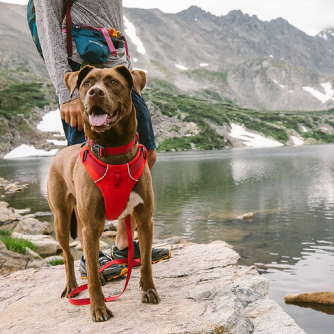 Ruffwear Front Range™ Collar