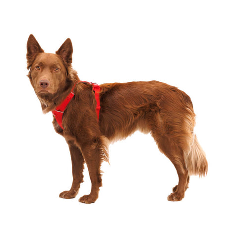 Ruffwear Front Range® Harness