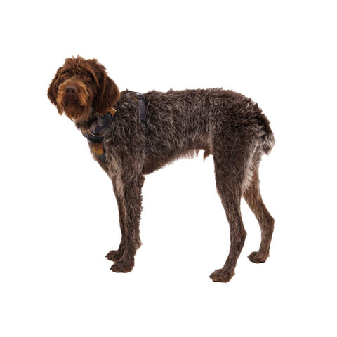 Ruffwear Front Range® Harness