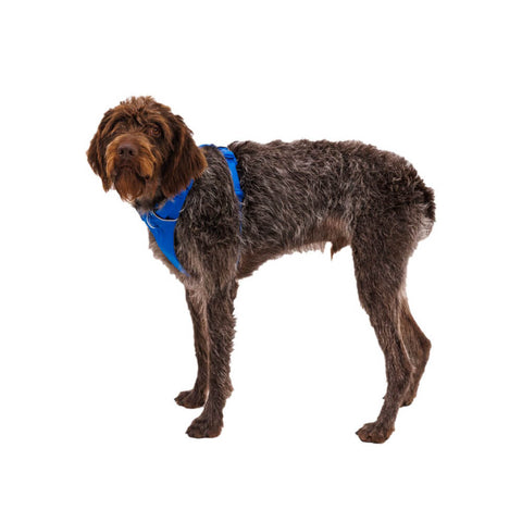 Ruffwear Front Range® Harness