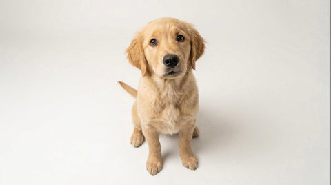 Puppy caresystem™