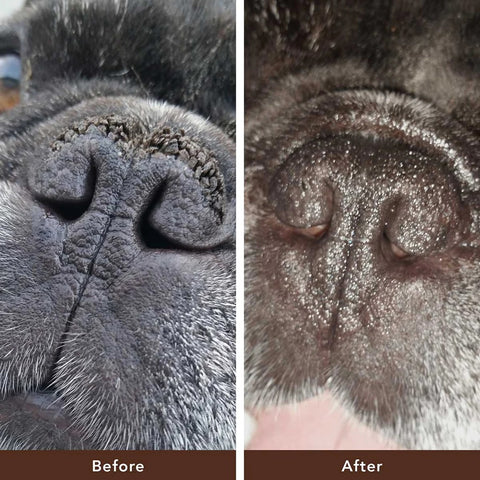 Natural Dog Company Snout Soother